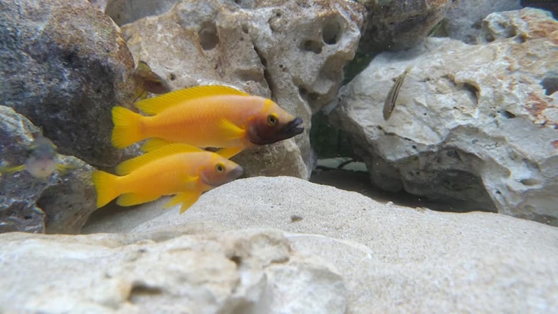 Neolamprologus leleupi 'Kapampa'